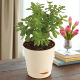 Jade Plant Terrarium In White Vase